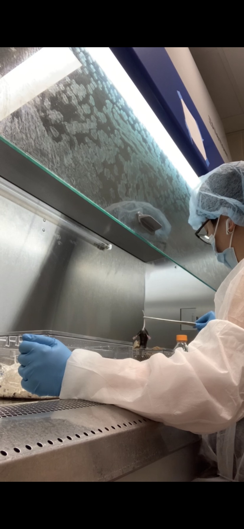Andi changing cages of germ-free mice within a biosafety cabinet.